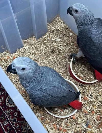 African grey parrot chicks for sale contact number (03086445540)