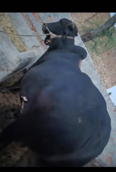 Puré Sahiwal Bull