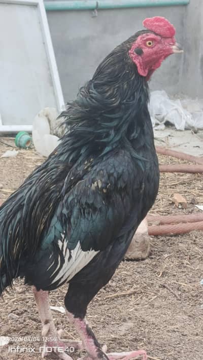 jet Black lasani parmoz Aseel rouster. Lasani Aseel breaker. permoz asel