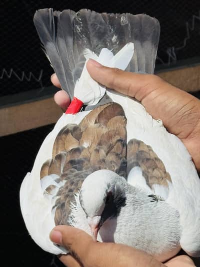 sherazi Fancy male for breeding