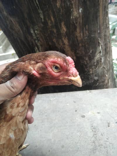 high quality aseel number 03274422870 urgent sale