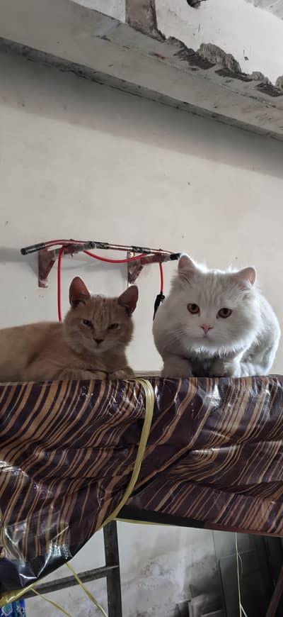 Persian kitten golden colour