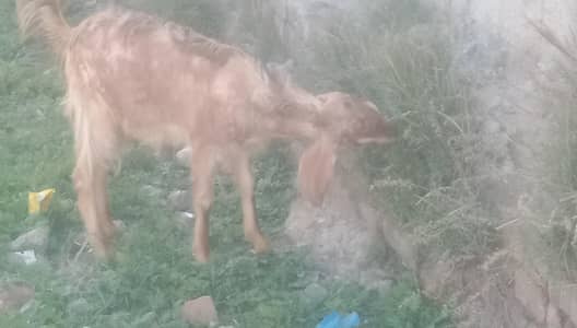 dondi bakri qurbani ky liy