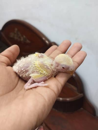 coctail and lutino chick