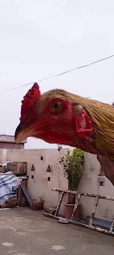 Beautiful Aseel patha available. . .