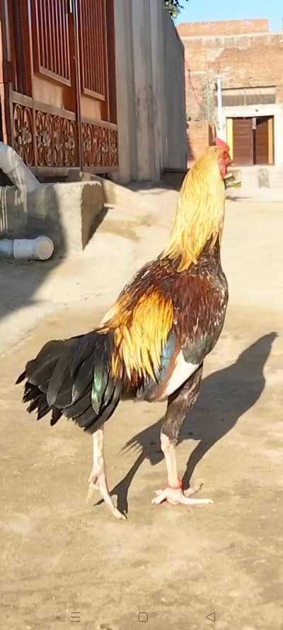 Beautiful Aseel patha available. . .