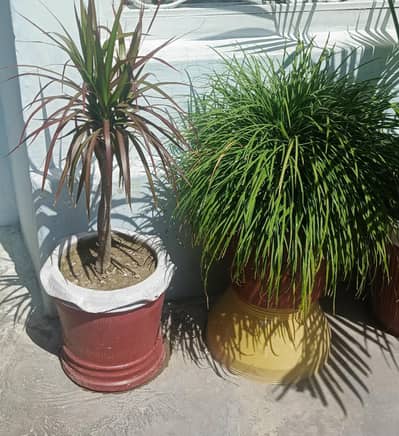 Plants for Home