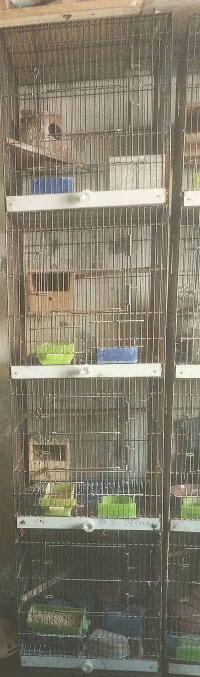 Cage for parrot