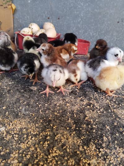 Thai caross aseel chicks 03014237451 call me