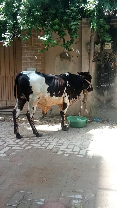 cow for sale