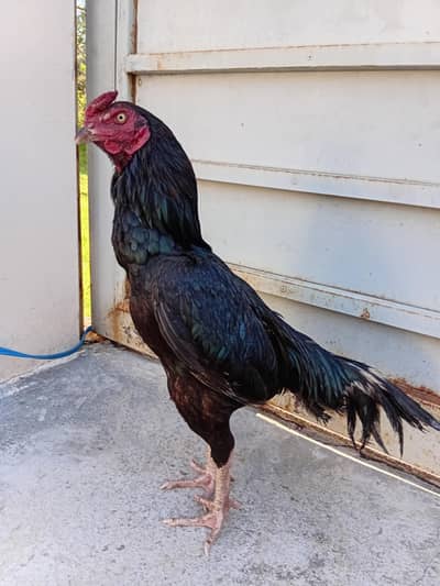 patha for sale/exchange