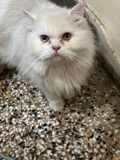 triple coat persian cat