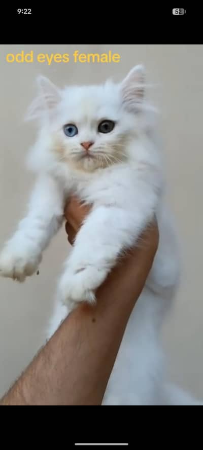 Persian cute kittens