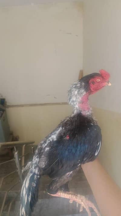 One murga and Two murgia for sale