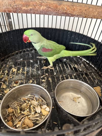 Alexandrine parrot FOR SALE
