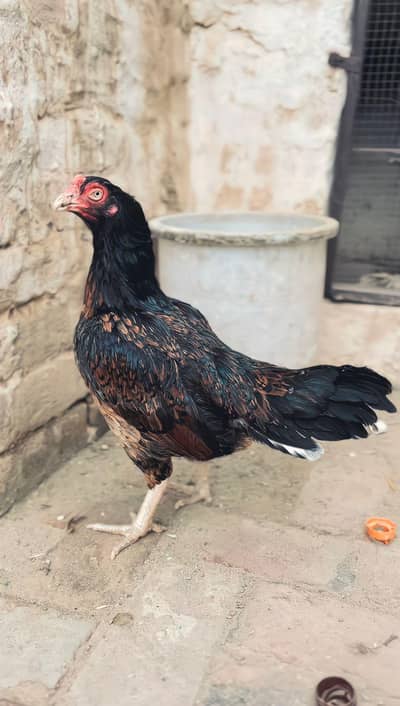 High quality birds available cargo available all pks