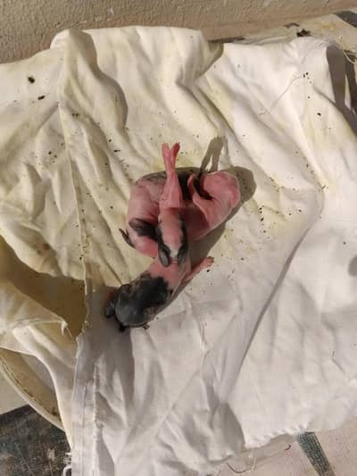 5 Rabbit Babies urgent for sale