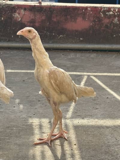 Aseel heera chicks 5 months age