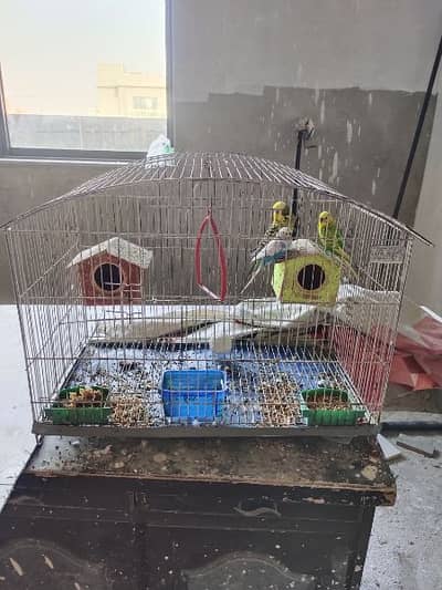 3 Birds with complete cage