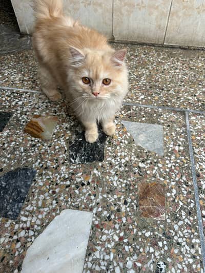 brown persian kitten