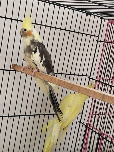 cocatails breedier pair  with chicks