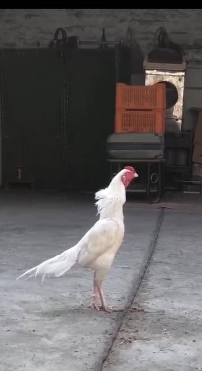 Heera aseel zero size