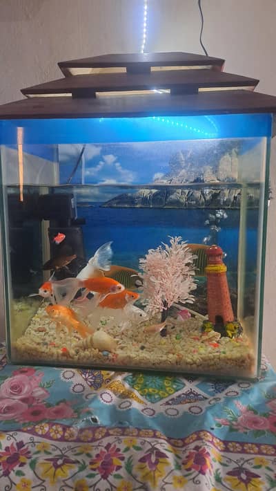 full aqurium setup with fiish for sale