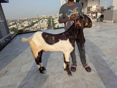 Kamori Nasal keh bakre