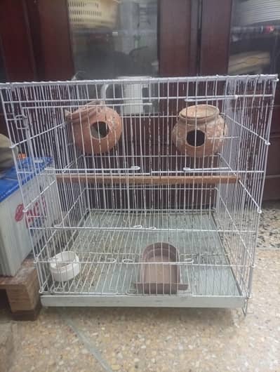 White Albeno Male Green Fisher Female