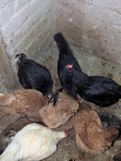 Desi Hens egg laying