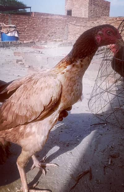 one Thai female one pakoya female and one man wali female