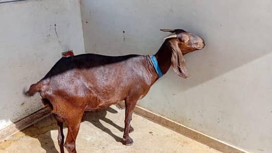 Bakri with 2 kids contact 03710268160