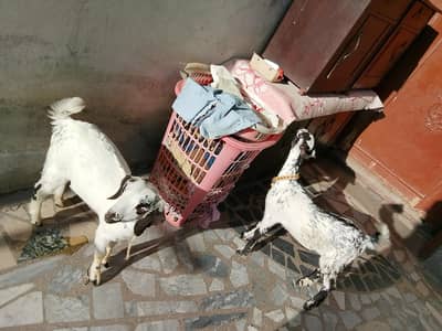 Goat for sale with 2 kids age 3 month  0/3/0/2/1/7/3/6/8/2/5