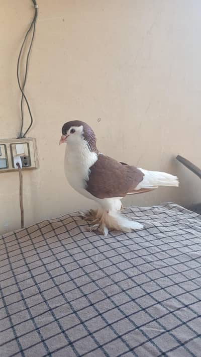 Lahore Sherazi Pigeon male