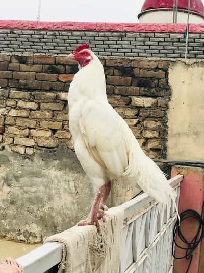 Heera aseel paper white