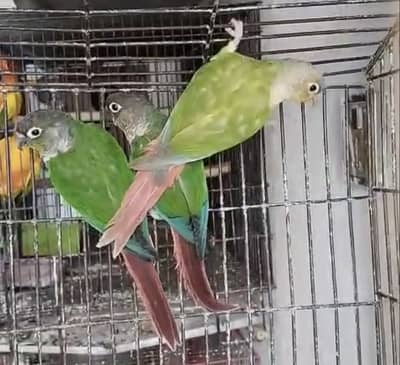 Yellow Sided / Pineapple Conure