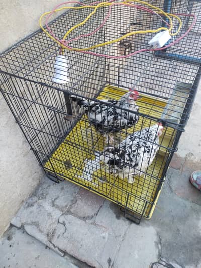 2 Female Black Mottled Bantam Without Cage