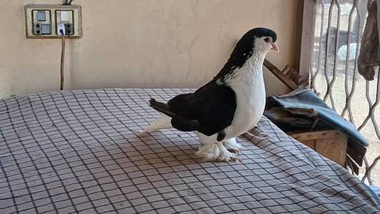 Lahore Sherazi Pigeon male