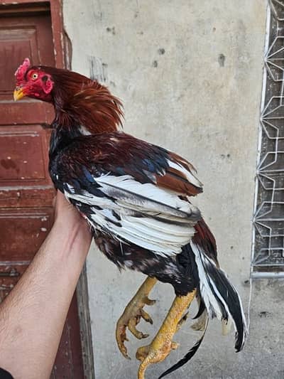 aseel murgy murgiya for sell