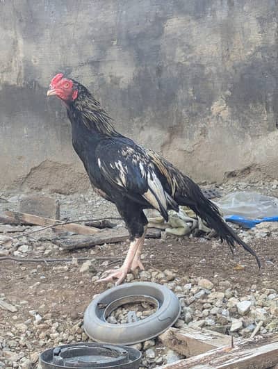 Merthi patha, 03125544226