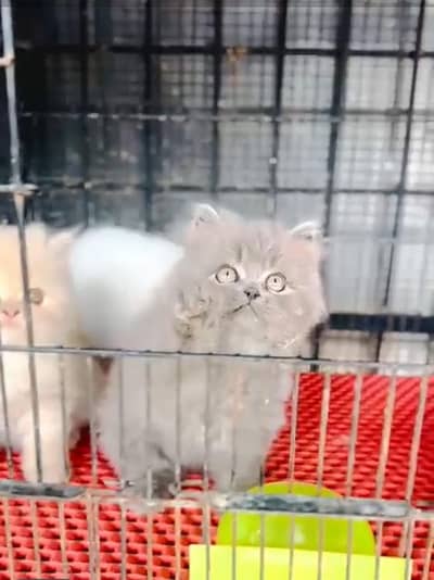 Persian cat,in kitan for Sale may WhatsApp 03464644037