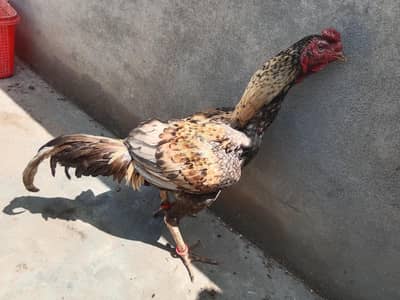 Aseel mineweali pair