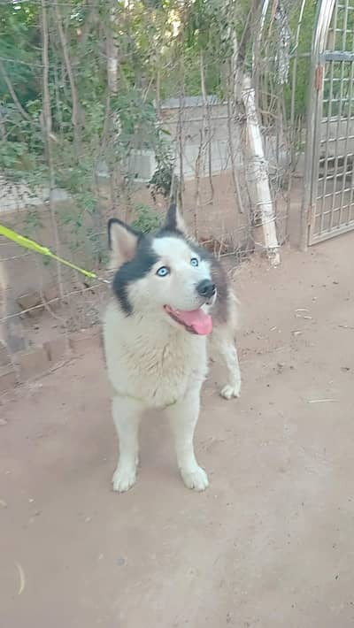 Persian littel train