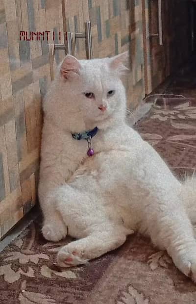 double coat Persian cat