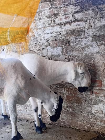 Dumba Jori _ Ek Bakra