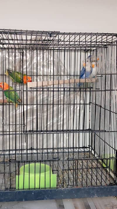 All Split pale fellow