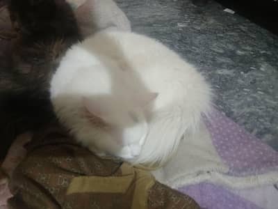 Persian Kitten for Sale