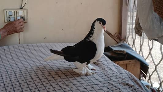 Lahore Sherazi Pigeon(male)