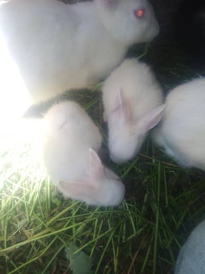 The Beautiful New Zealand White Rabbit pair   pair