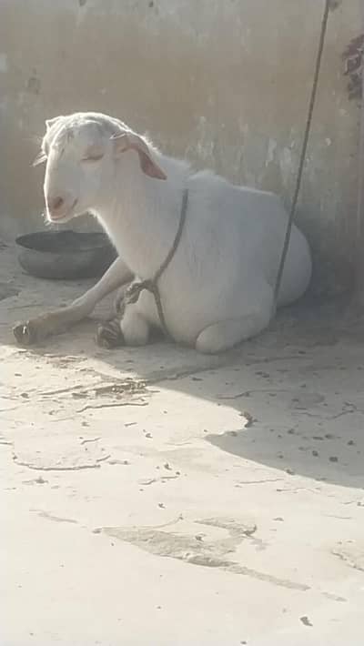 bakra danto me 2